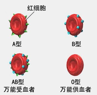 红细胞血型图