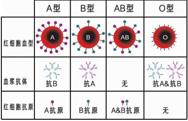 红细胞血型血浆抗体抗原图